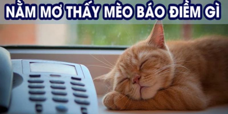 Mơ thấy mèo có được xem là điềm xấu không?